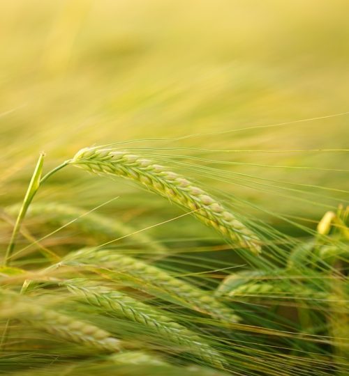 barley, cereal cultivation, barley cultivation-2117454.jpg