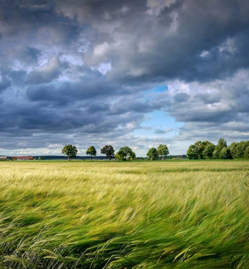 grain, cereals, field-4858574.jpg