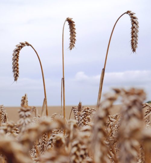 selective focus photography of hay