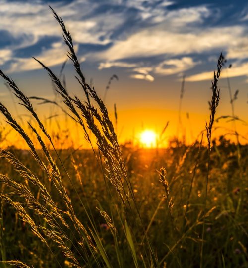 wheat, field, sunset-2391348.jpg
